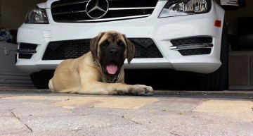 Ziua cățeilor Mercedes-Benz: Copilotul meu latră!