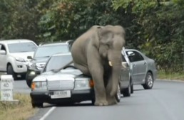 Atenție la elefanți! Un uriaș distruge un Mercedes!