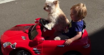 Un cățel drăgălaș e șoferul unui băiețel într-un super Mercedes SLS. Video amuzant