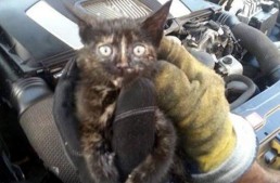 Mecanicul care miaună – O pisică a fost salvată din motorul unui Mercedes
