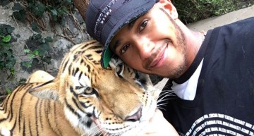 Lewis Hamilton sperie un tigru