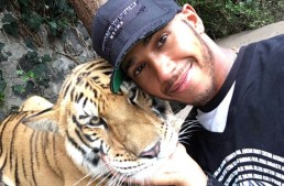 Nu și-a învățat lecția! – Lewis Hamilton confundă un tigru cu o pisică