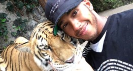 Nu și-a învățat lecția! – Lewis Hamilton confundă un tigru cu o pisică